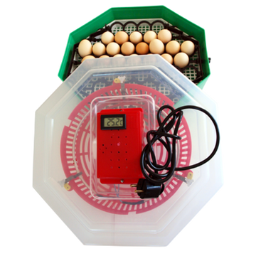 Cleo incubator with thermometer and egg turning device